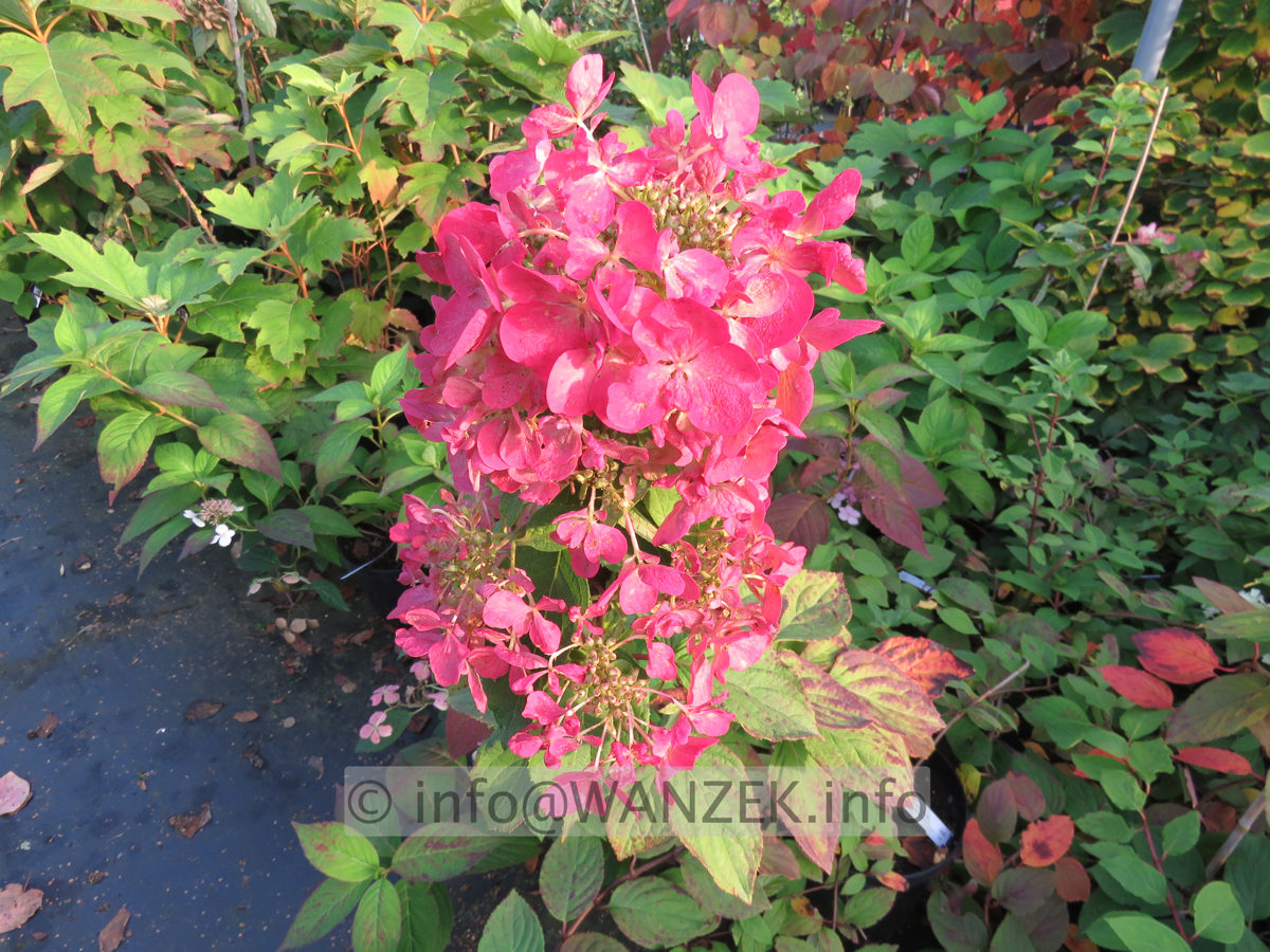 Hydrangea paniculata Diamond Rouge 001.JPG